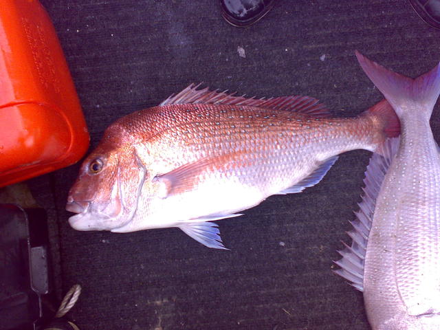 snapper portphillip bay vic snapper portphillip bay vic